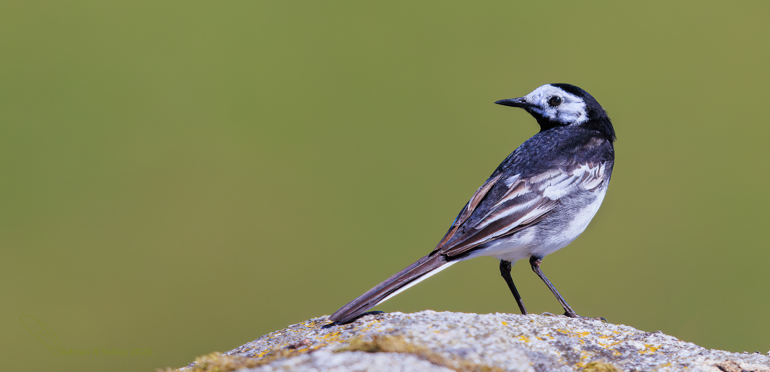 Pied wagtail on a rock
